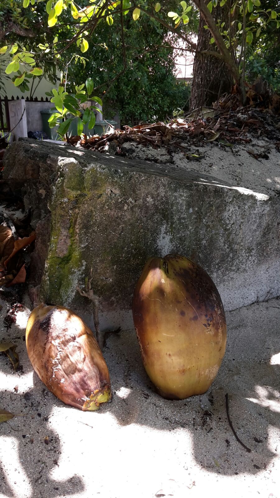 Kokosnuesse