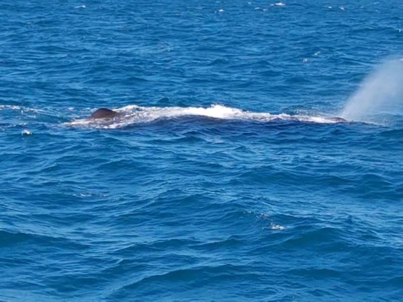 Wale und Seelöwen rundum Kaikoura