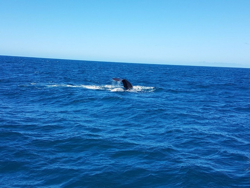 Wale vor Kaikoura