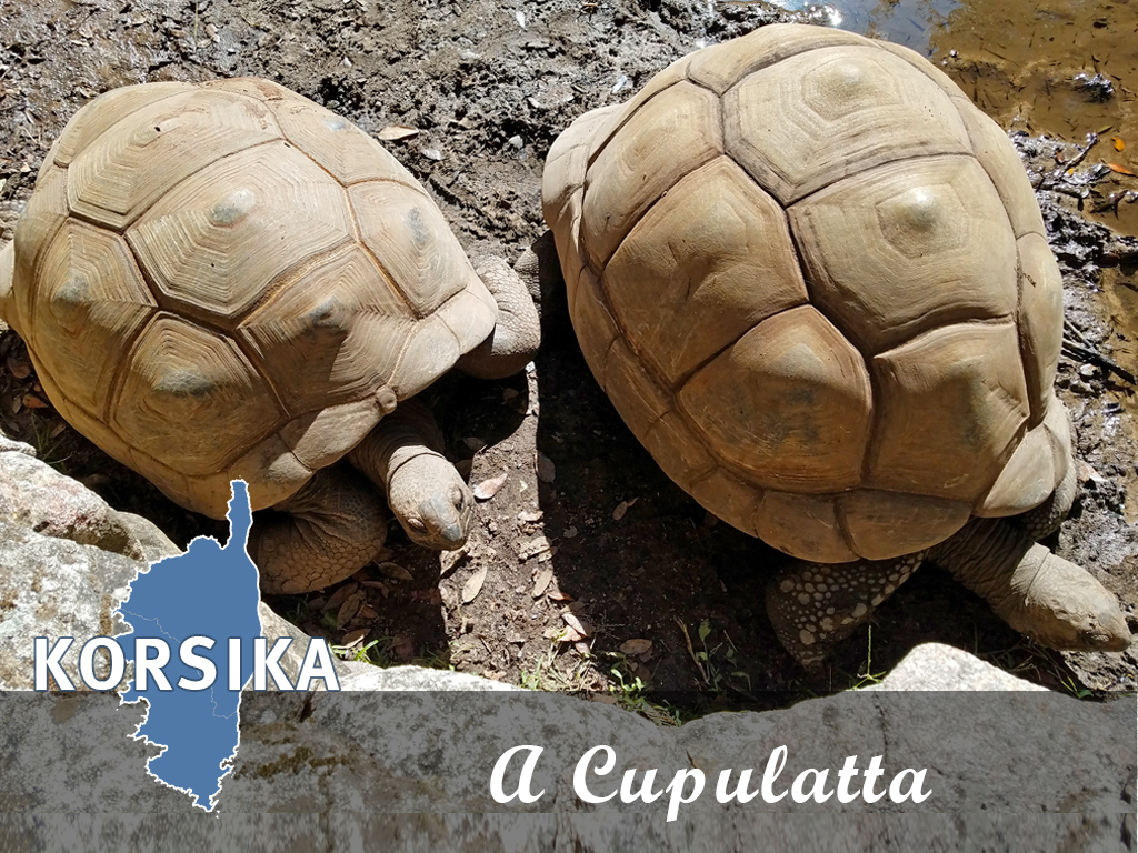A  Cupulatta – Die Stadt der Schildkröten